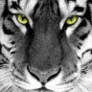 Meet your Posher, Darryl